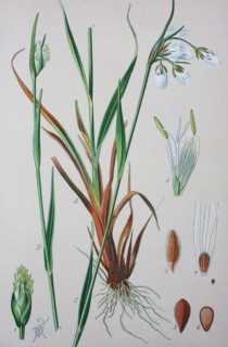 Eriophorum angustifolium