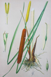 Typha latifolia
