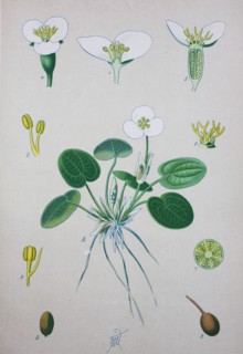 Hydrocharis morsus-ranae
