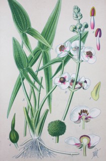 Sagittaria sagittifolia