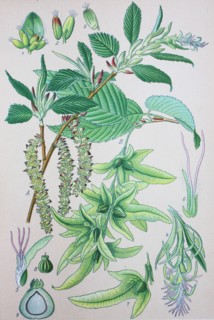 Carpinus betulus