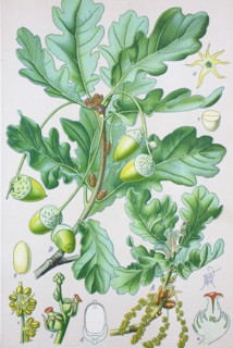 Quercus robur