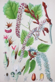 Populus tremula