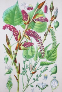 Populus nigra