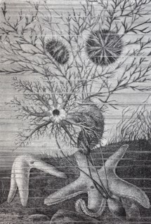 Echinoderm is the common name given to any member of the phylum Echinodermata of marine animals