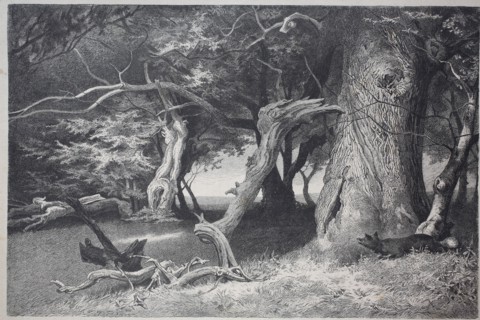 old trees in the Hasbruch