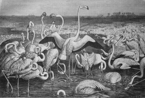 Flamingos or flamingoes
