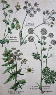Apiaceae or Umbelliferae