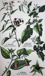 poisonous plants