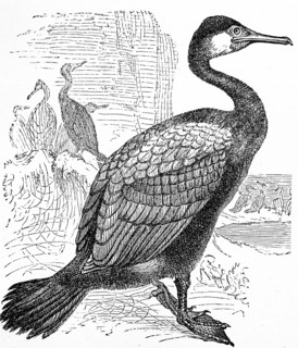 Great black cormorant  /  Kormoran