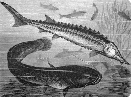 European sea sturgeon and Wels catfish  /  gemeiner Stör