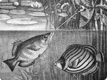 Banded archerfish and Scrawled Butterflyfish  /  Schütze