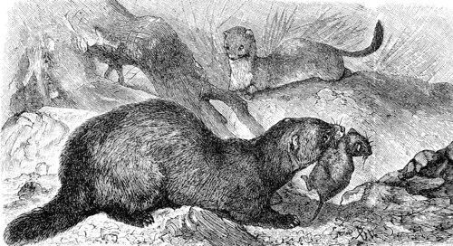 European polecat