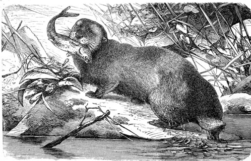 Sea otter