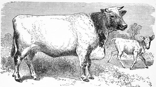 cattle breed