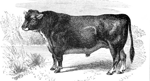 cattle breed Highland cattle  /  Stier der schottischen hornlosen Rasse