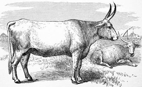 cattle breed