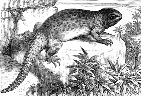 Ground agama  /  Geschmückte Dornschwanzagame