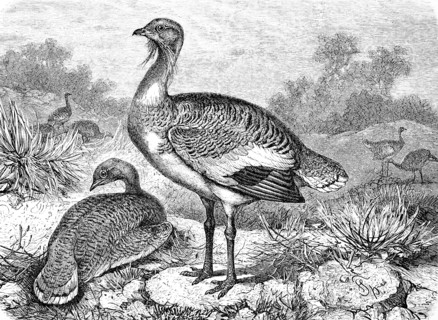 Great bustard  /  Großtrappe