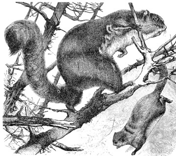 Red giant flying squirrel