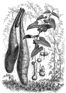Chinese yam