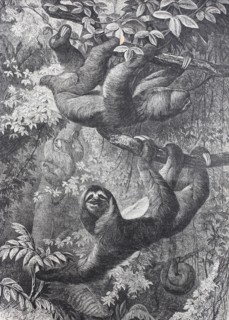 maned sloth