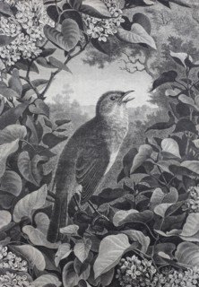 common nightingale or simply nightingale