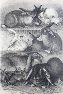 rabbits