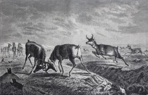 pronghorn