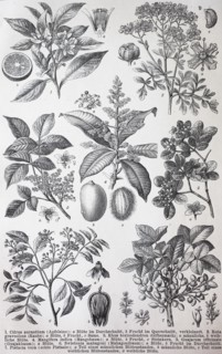 various plants