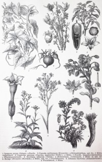 various Tubiflorae