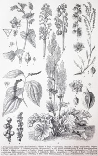 Various plants