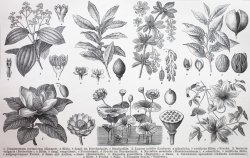 various plants
