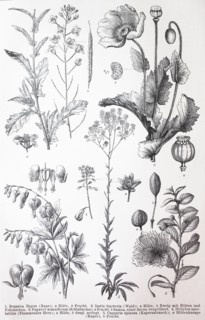 Various Rosids