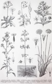 Various primulina