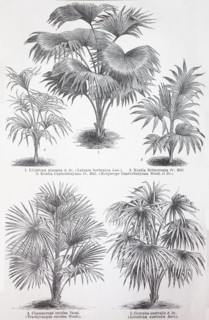 various palm trees