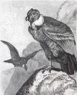 Andean condor