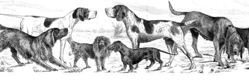 various breed of dogs