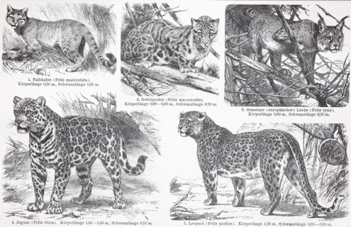 various cats