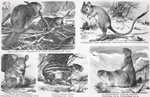 different rodents