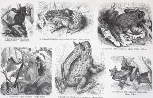 different frogs and toads