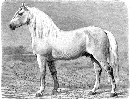 Horse breed
