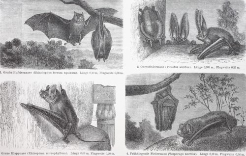 different bats