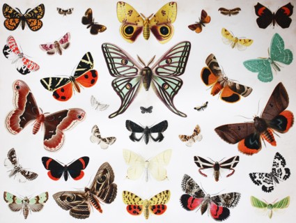 various butterfly insects