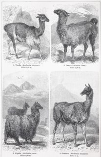 Various camels