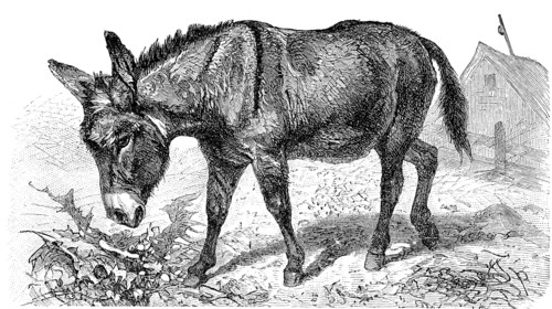 The African wild ass or African wild donkey