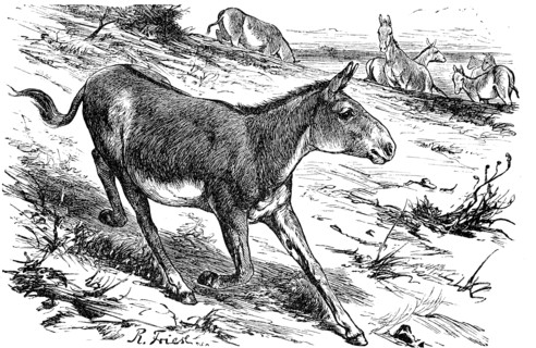 onager