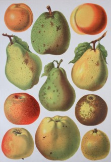 fruit growing