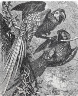 Military macaw bird  /  Kleiner Soldatenara