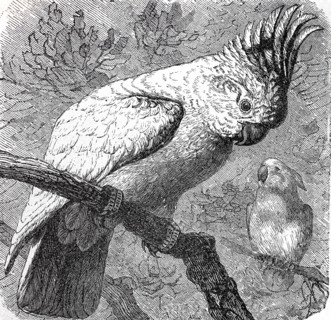 Major Mitchell's cockatoo